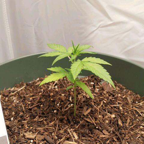 Ramon Reiner growlog timeline photo