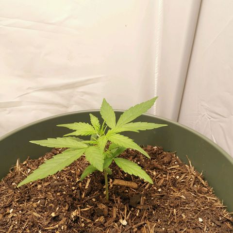 Kunibert Kasper growlog timeline photo