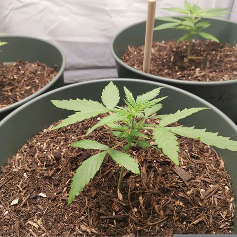 Greta Gieselberta growlog timeline photo