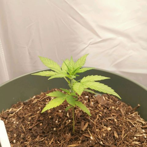 Ramon Reiner growlog timeline photo