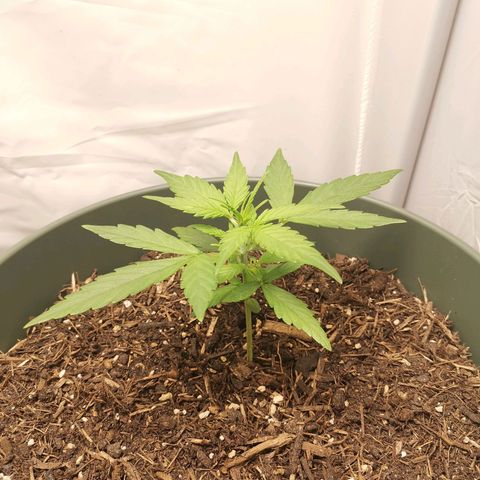Kunibert Kasper growlog timeline photo