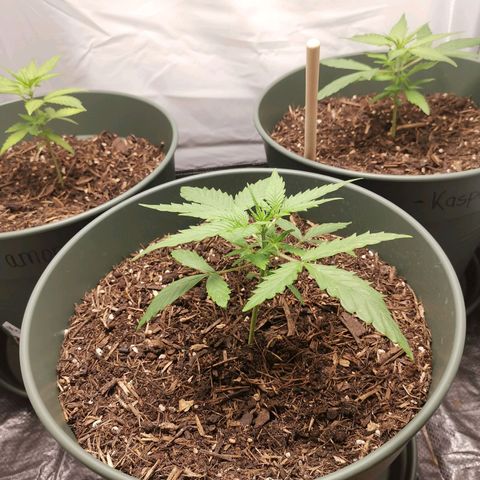 Greta Gieselberta growlog timeline photo