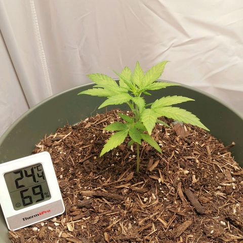Ramon Reiner growlog timeline photo