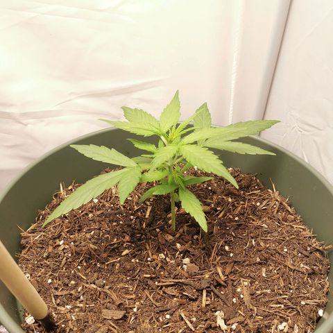 Kunibert Kasper growlog timeline photo
