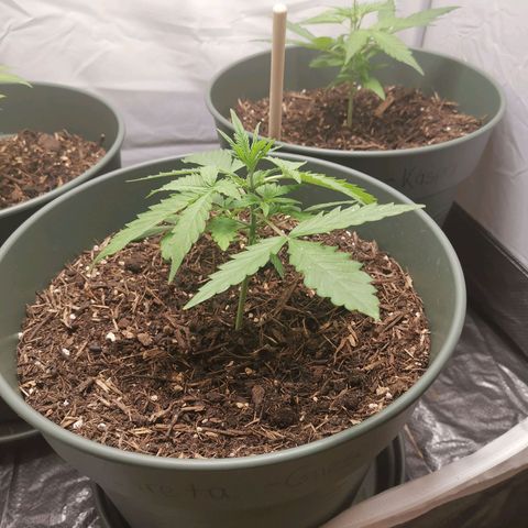 Greta Gieselberta growlog timeline photo