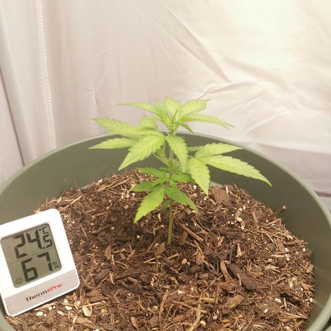 Ramon Reiner growlog timeline photo