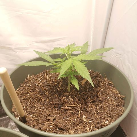 Kunibert Kasper growlog timeline photo