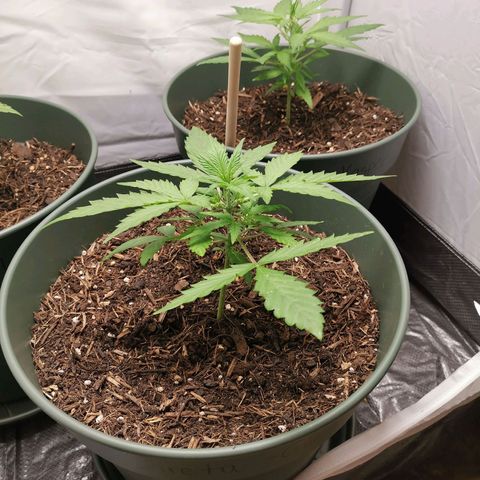 Greta Gieselberta growlog timeline photo