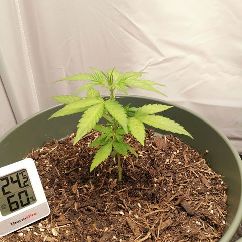Ramon Reiner growlog timeline photo