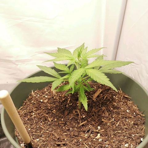 Kunibert Kasper growlog timeline photo