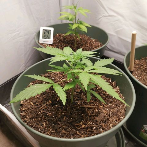 Greta Gieselberta growlog timeline photo
