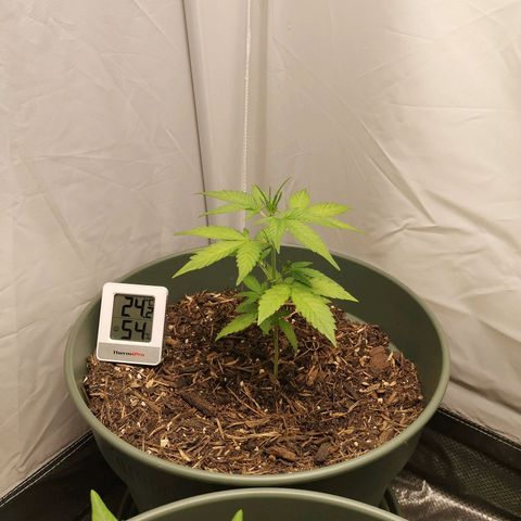Ramon Reiner growlog timeline photo