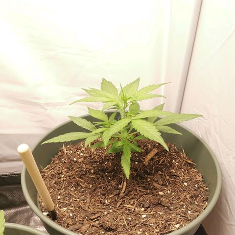 Kunibert Kasper growlog timeline photo