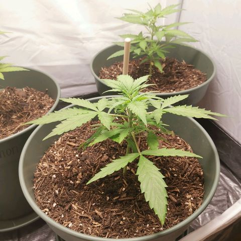 Greta Gieselberta growlog timeline photo