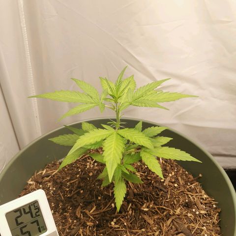 Ramon Reiner growlog timeline photo