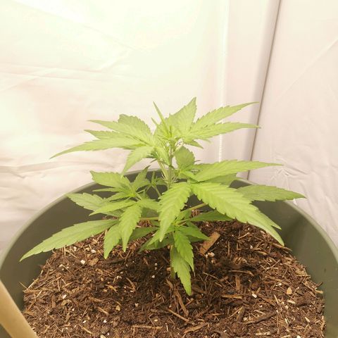 Kunibert Kasper growlog timeline photo