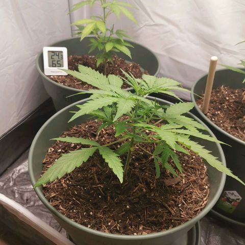 Greta Gieselberta growlog timeline photo