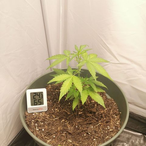 Ramon Reiner growlog timeline photo