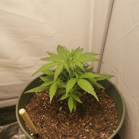 Kunibert Kasper growlog timeline photo