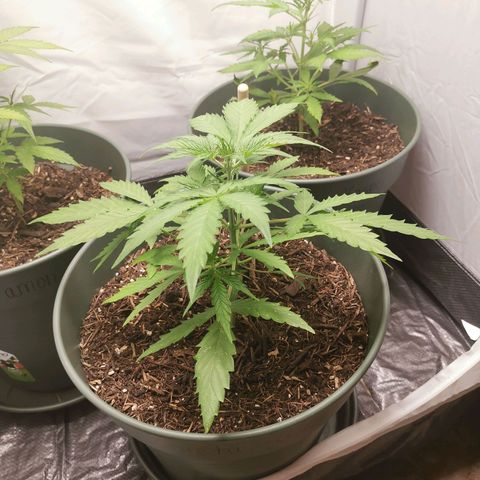 Greta Gieselberta growlog timeline photo
