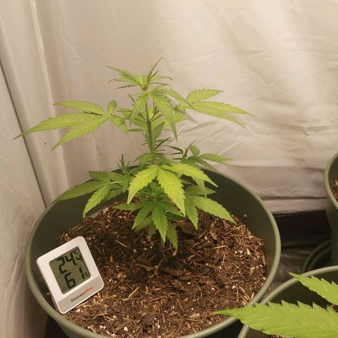 Ramon Reiner growlog timeline photo