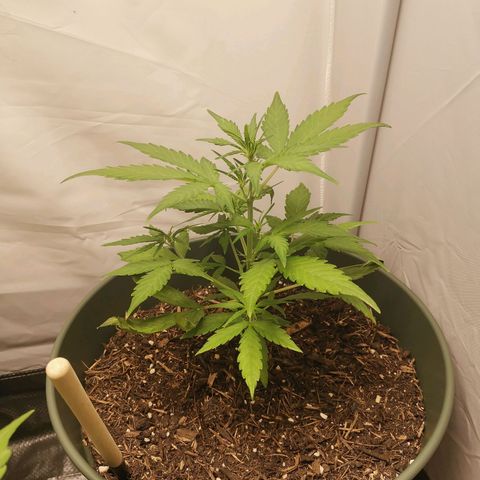 Kunibert Kasper growlog timeline photo