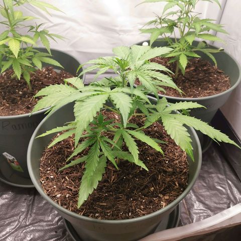 Greta Gieselberta growlog timeline photo