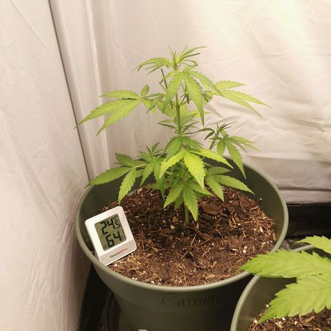 Ramon Reiner growlog timeline photo