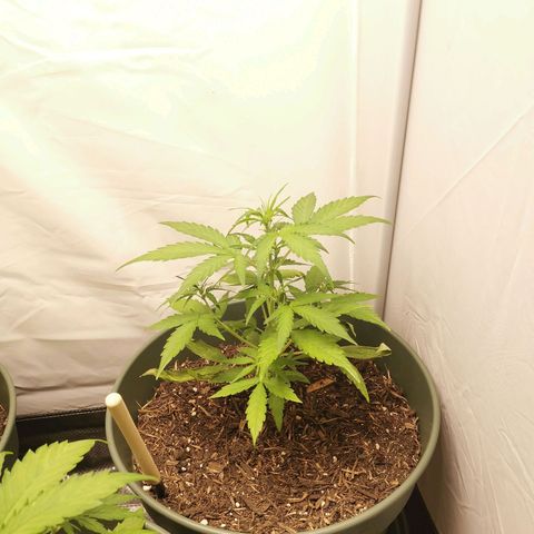 Kunibert Kasper growlog timeline photo