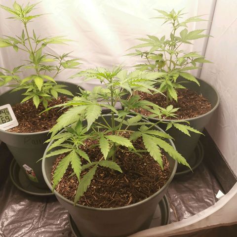 Greta Gieselberta growlog timeline photo