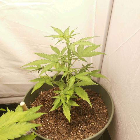 Kunibert Kasper growlog timeline photo