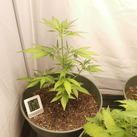 Ramon Reiner growlog timeline photo