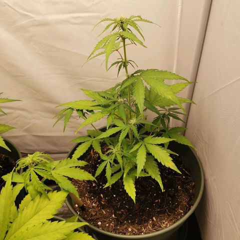 Kunibert Kasper growlog timeline photo