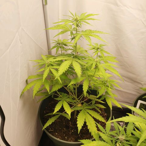 Greta Gieselberta growlog timeline photo