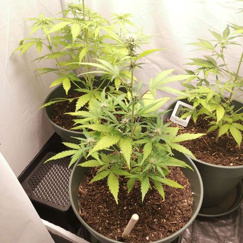 Ramon Reiner growlog timeline photo