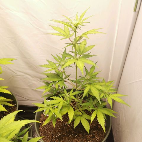Kunibert Kasper growlog timeline photo