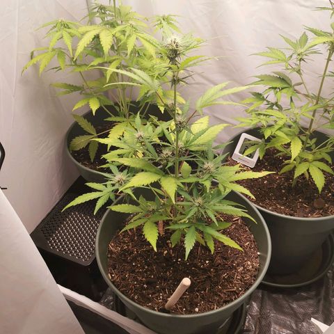 Ramon Reiner growlog timeline photo
