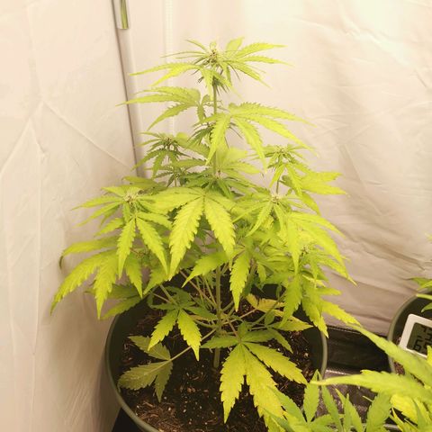Greta Gieselberta growlog timeline photo