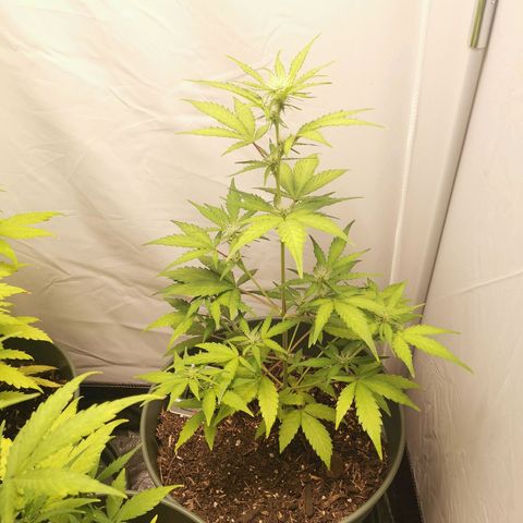 Kunibert Kasper growlog timeline photo