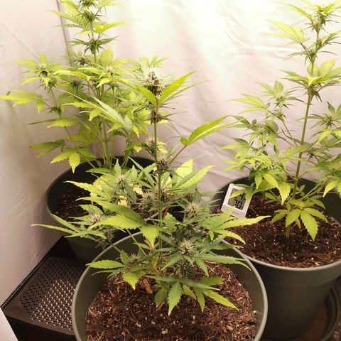 Kunibert Kasper growlog timeline photo