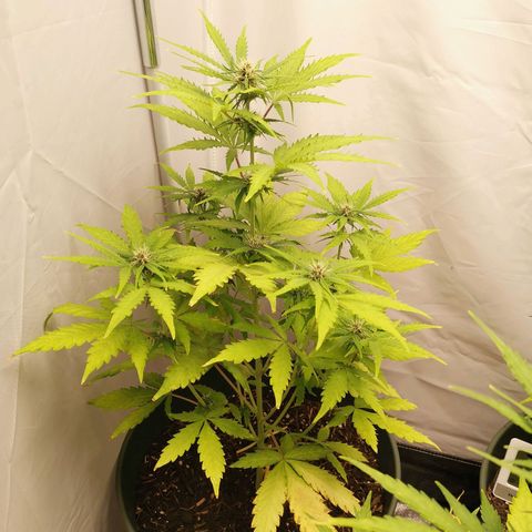 Greta Gieselberta growlog timeline photo