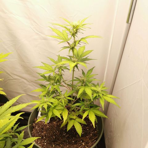 Ramon Reiner growlog timeline photo