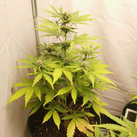Greta Gieselberta growlog timeline photo