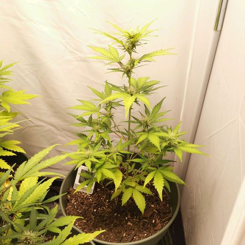 Ramon Reiner growlog timeline photo
