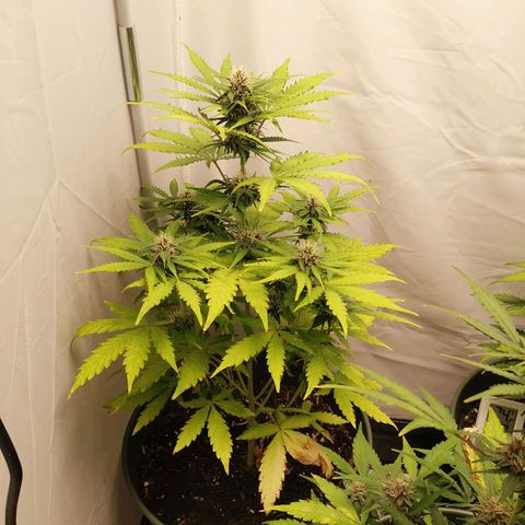Greta Gieselberta growlog timeline photo