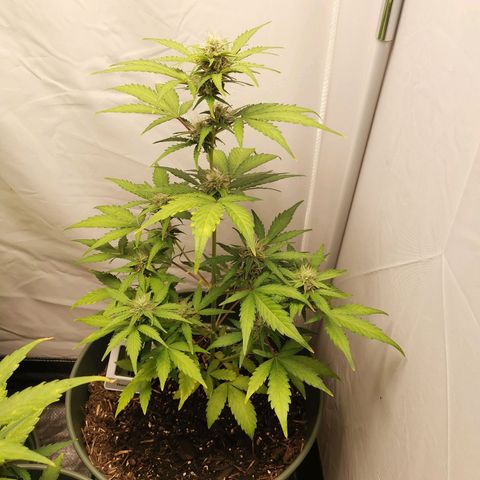 Ramon Reiner growlog timeline photo