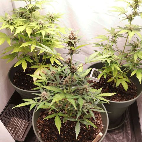 Kunibert Kasper growlog timeline photo