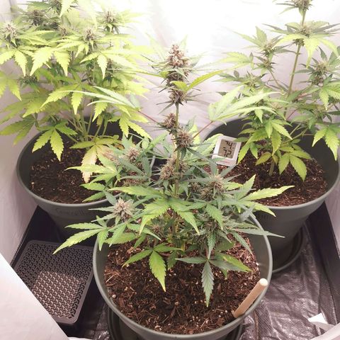 Kunibert Kasper growlog timeline photo