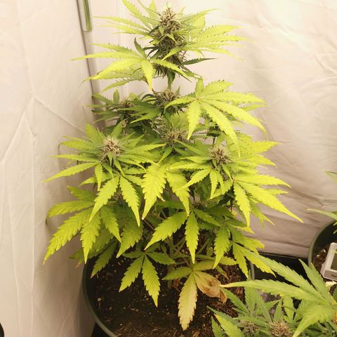 Greta Gieselberta growlog timeline photo