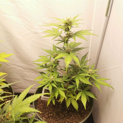 Ramon Reiner growlog timeline photo